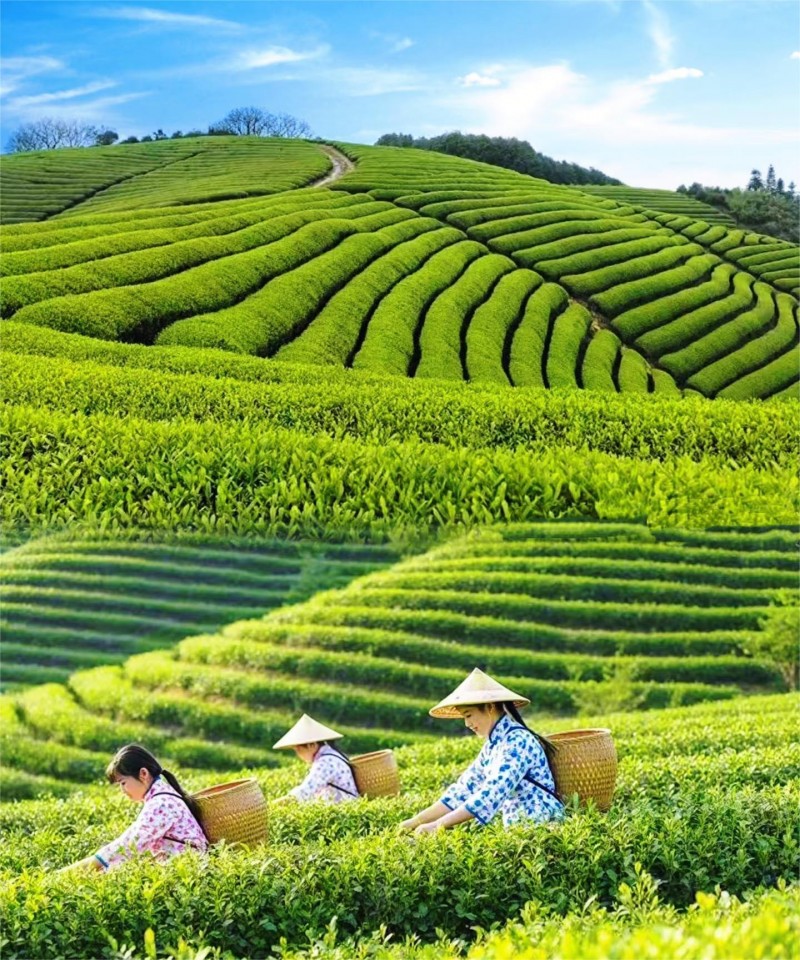 天水茶博会丨2026 首届茶业（天水）博览会邀请函